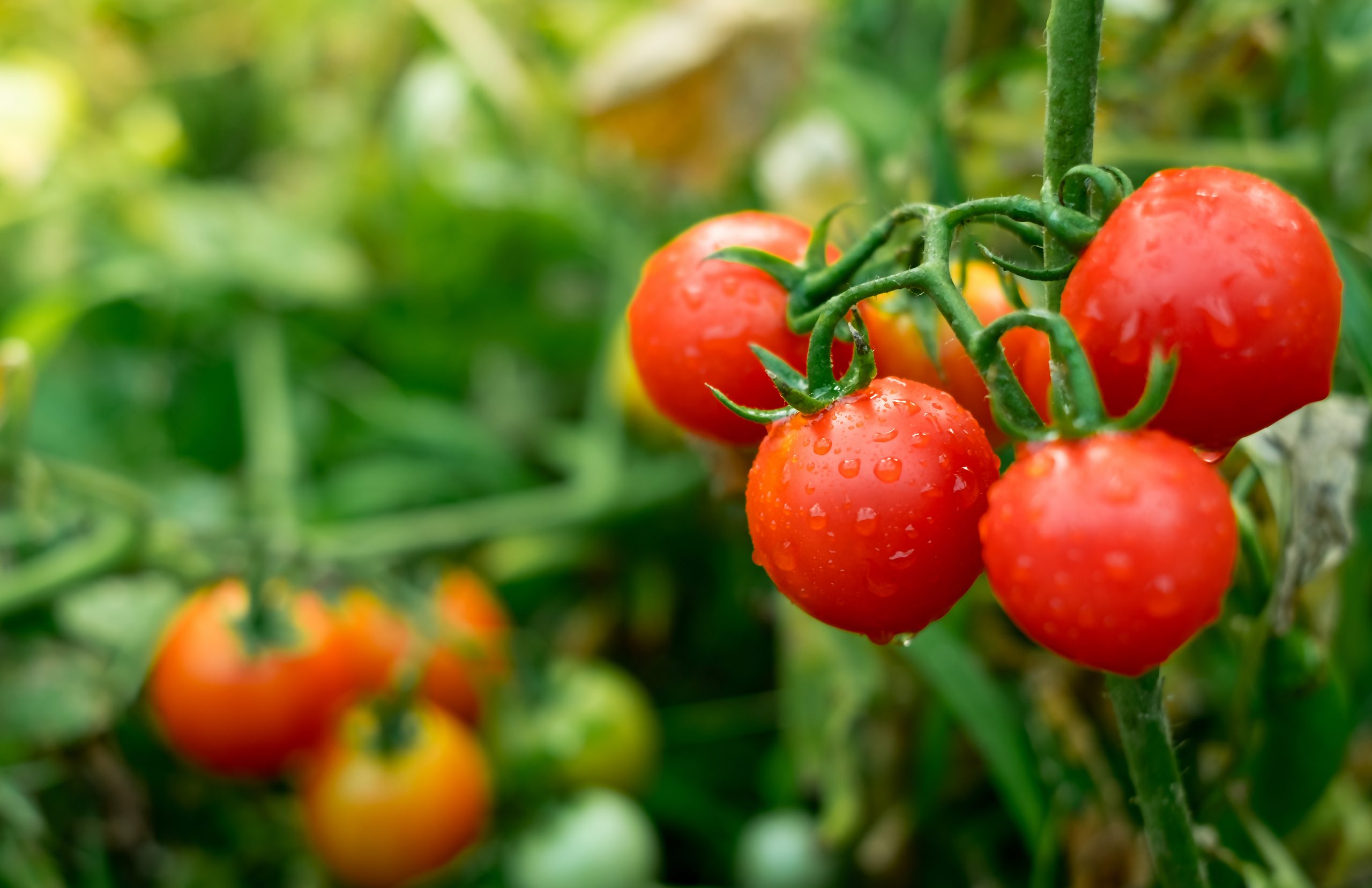 Biológicos possibilitam cultivo de tomate em região improdutiva