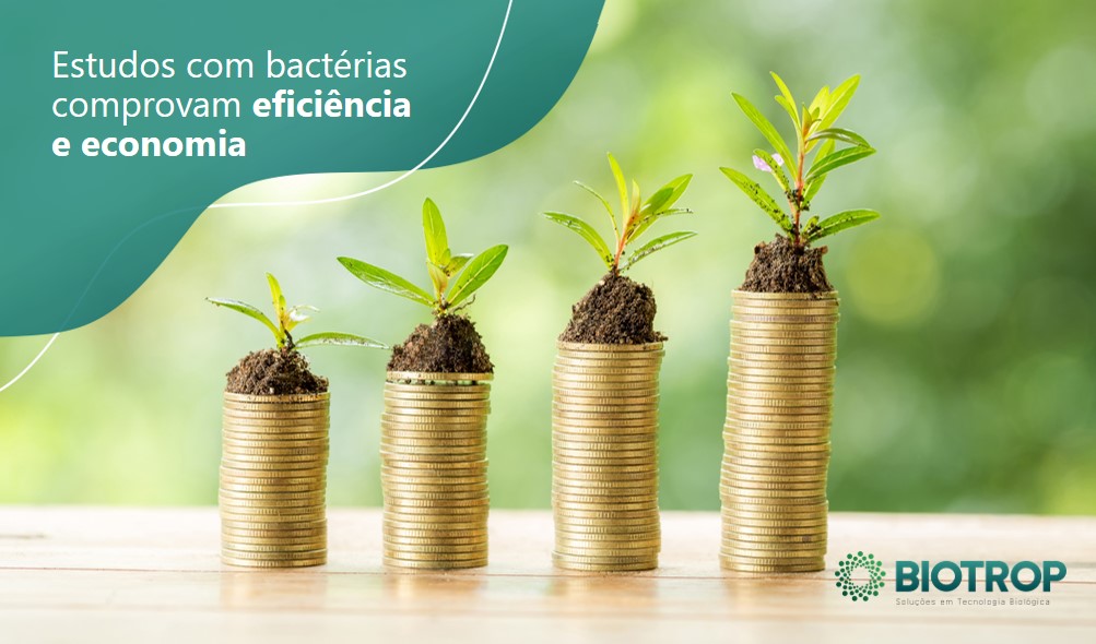 Estudos com bactérias na agricultura comprovam eficiência e economia