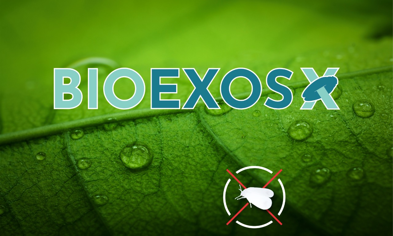 Bioexos é nova ferramenta para o controle da Mosca-branca