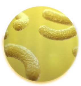 Bacillus aryabatthai