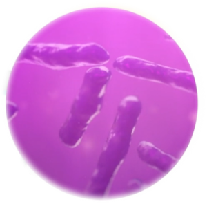 Bacillus circulans