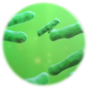 Bacillus hainesii