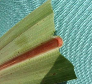 Síndrome da murcha da cana