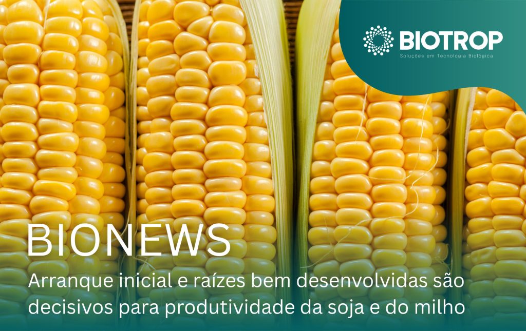 Arranque inicial e raízes bem desenvolvidas são decisivos para ter todo o potencial produtivo da soja e do milho