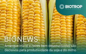 Arranque inicial e raízes bem desenvolvidas são decisivos para ter todo o potencial produtivo da soja e do milho