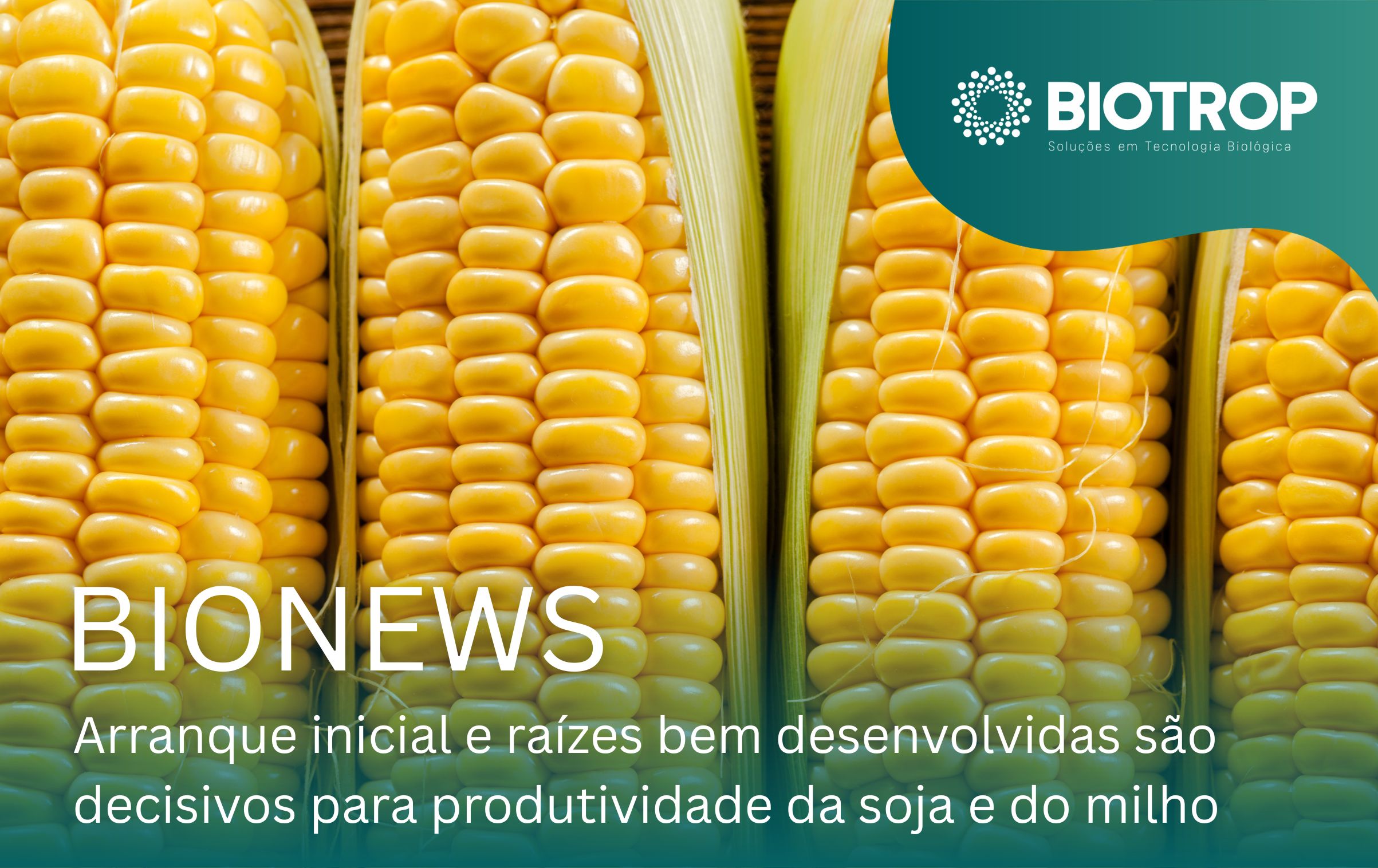 Arranque inicial e raízes bem desenvolvidas são decisivos para ter todo o potencial produtivo da soja e do milho